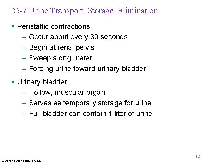26 -7 Urine Transport, Storage, Elimination § Peristaltic contractions – Occur about every 30
