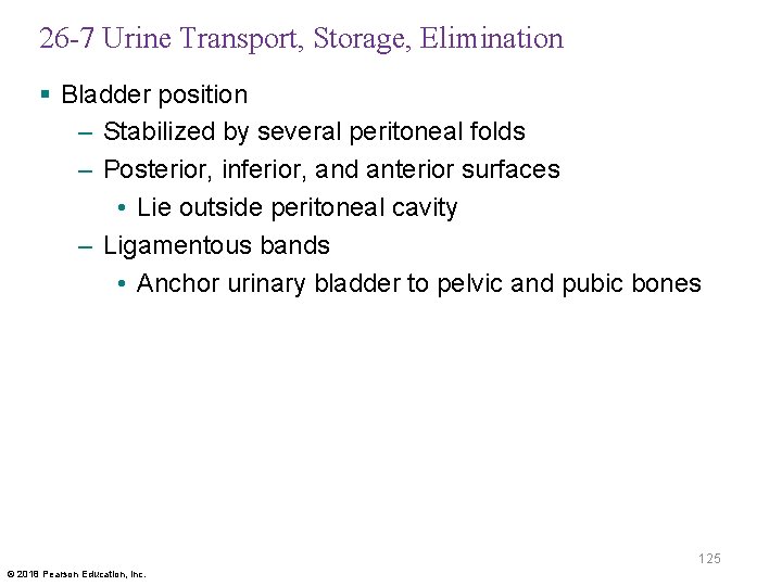 26 -7 Urine Transport, Storage, Elimination § Bladder position – Stabilized by several peritoneal