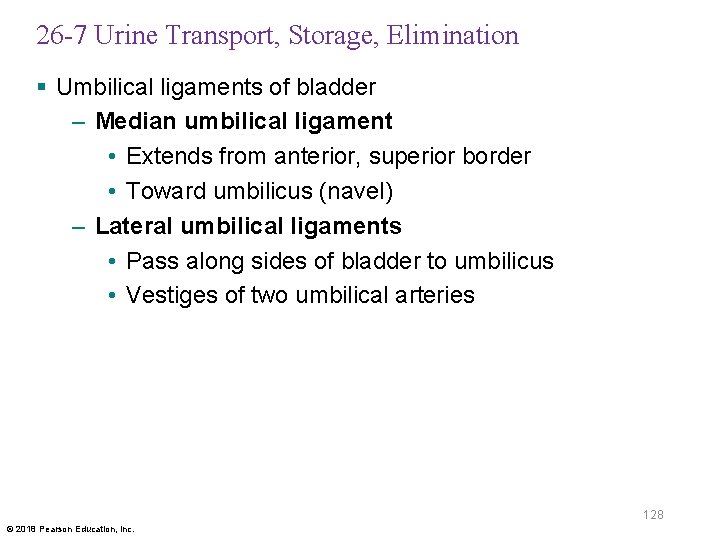 26 -7 Urine Transport, Storage, Elimination § Umbilical ligaments of bladder – Median umbilical