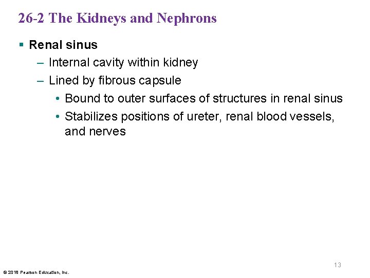 26 -2 The Kidneys and Nephrons § Renal sinus – Internal cavity within kidney