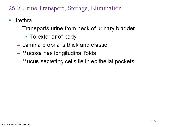 26 -7 Urine Transport, Storage, Elimination § Urethra – Transports urine from neck of