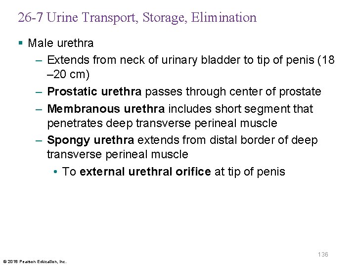 26 -7 Urine Transport, Storage, Elimination § Male urethra – Extends from neck of