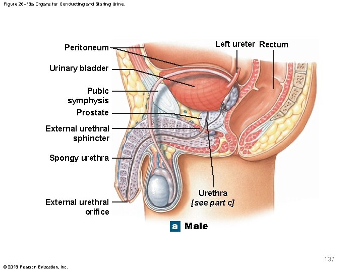 Figure 26– 18 a Organs for Conducting and Storing Urine. Left ureter Rectum Peritoneum