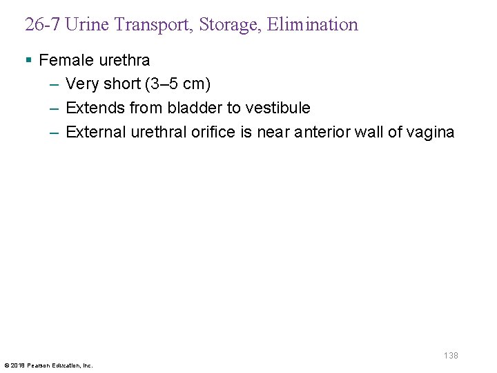 26 -7 Urine Transport, Storage, Elimination § Female urethra – Very short (3– 5