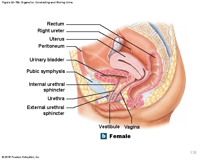 Figure 26– 18 b Organs for Conducting and Storing Urine. Rectum Right ureter Uterus