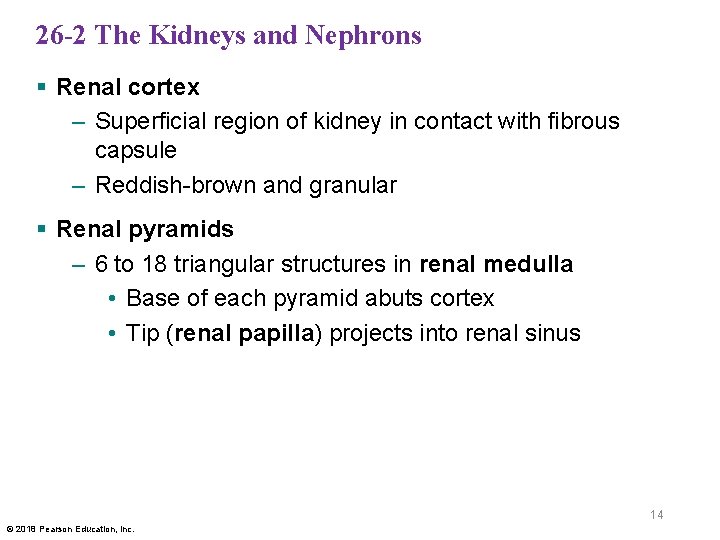 26 -2 The Kidneys and Nephrons § Renal cortex – Superficial region of kidney