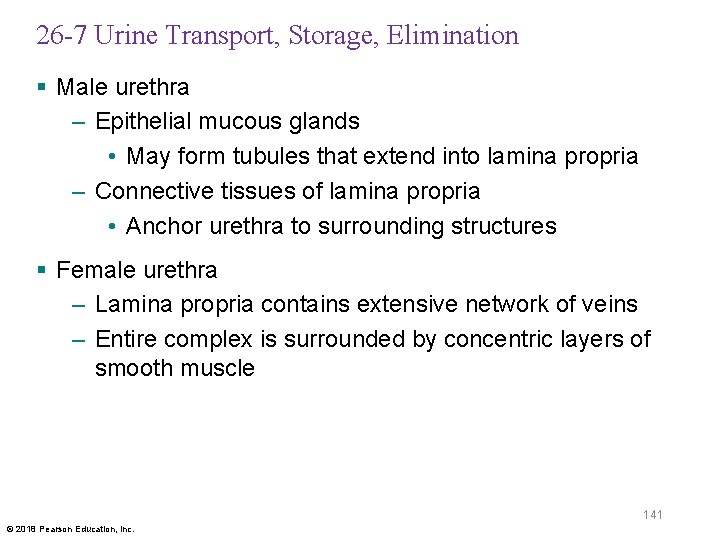 26 -7 Urine Transport, Storage, Elimination § Male urethra – Epithelial mucous glands •