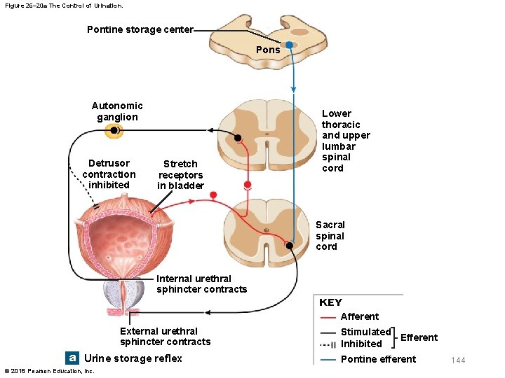 Figure 26– 20 a The Control of Urination. Pontine storage center Pons Autonomic ganglion