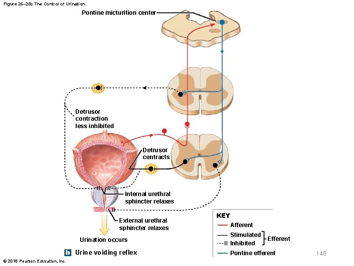 Figure 26– 20 b The Control of Urination. Pontine micturition center Detrusor contraction less