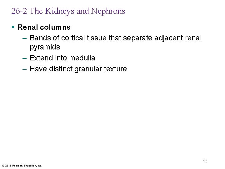 26 -2 The Kidneys and Nephrons § Renal columns – Bands of cortical tissue