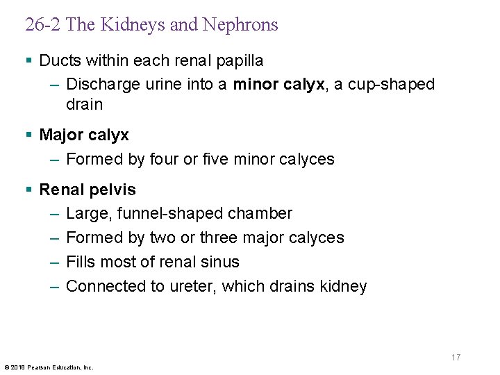 26 -2 The Kidneys and Nephrons § Ducts within each renal papilla – Discharge