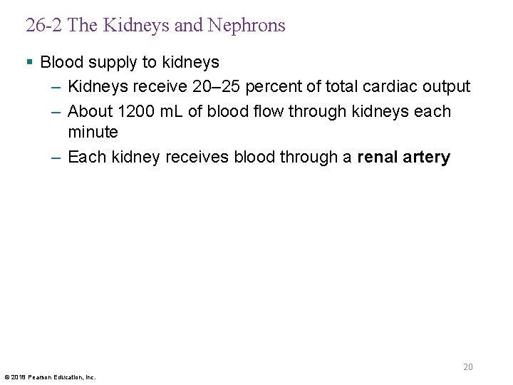 26 -2 The Kidneys and Nephrons § Blood supply to kidneys – Kidneys receive