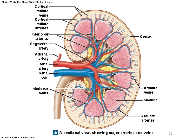 Figure 26– 5 a The Blood Supply to the Kidneys. Cortical radiate veins Cortical