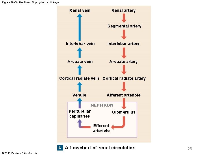 Figure 26– 5 c The Blood Supply to the Kidneys. Renal vein Renal artery