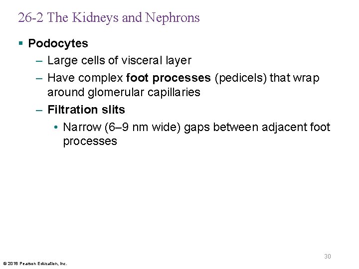 26 -2 The Kidneys and Nephrons § Podocytes – Large cells of visceral layer