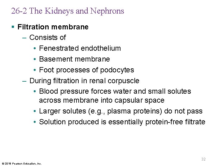 26 -2 The Kidneys and Nephrons § Filtration membrane – Consists of • Fenestrated