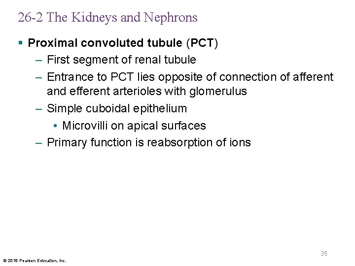 26 -2 The Kidneys and Nephrons § Proximal convoluted tubule (PCT) – First segment