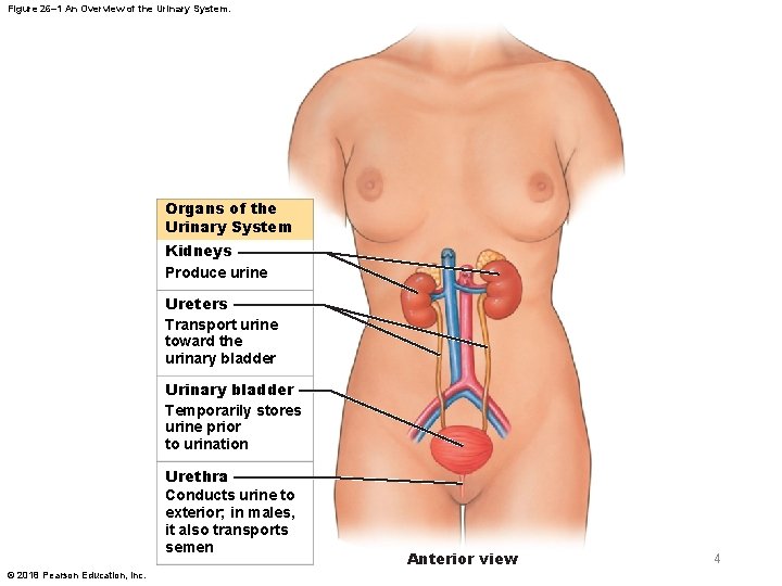 Figure 26– 1 An Overview of the Urinary System. Organs of the Urinary System