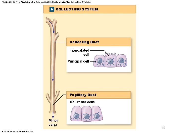 Figure 26– 6 b The Anatomy of a Representative Nephron and the Collecting System.