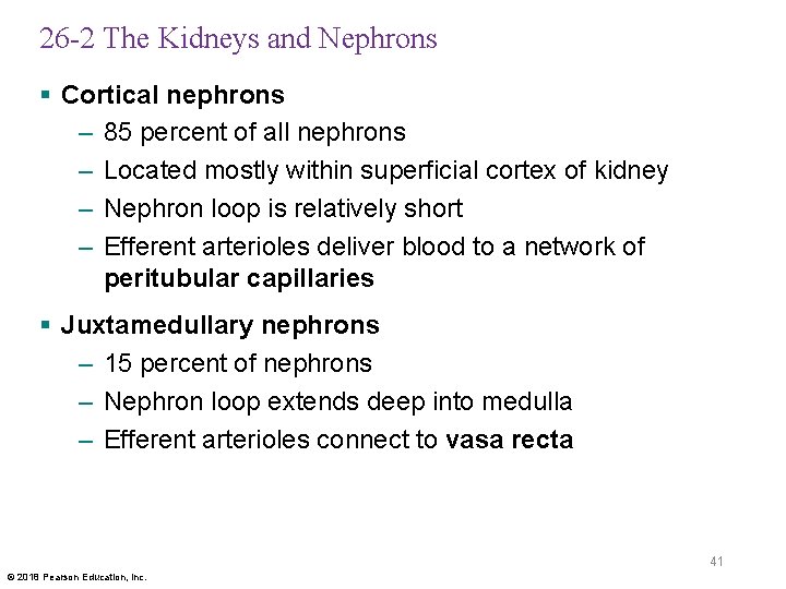 26 -2 The Kidneys and Nephrons § Cortical nephrons – 85 percent of all