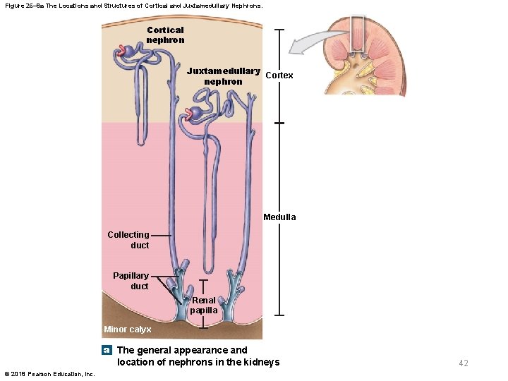 Figure 26– 8 a The Locations and Structures of Cortical and Juxtamedullary Nephrons. Cortical