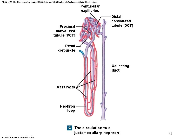 Figure 26– 8 c The Locations and Structures of Cortical and Juxtamedullary Nephrons. Peritubular