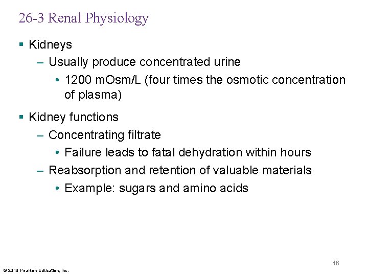 26 -3 Renal Physiology § Kidneys – Usually produce concentrated urine • 1200 m.