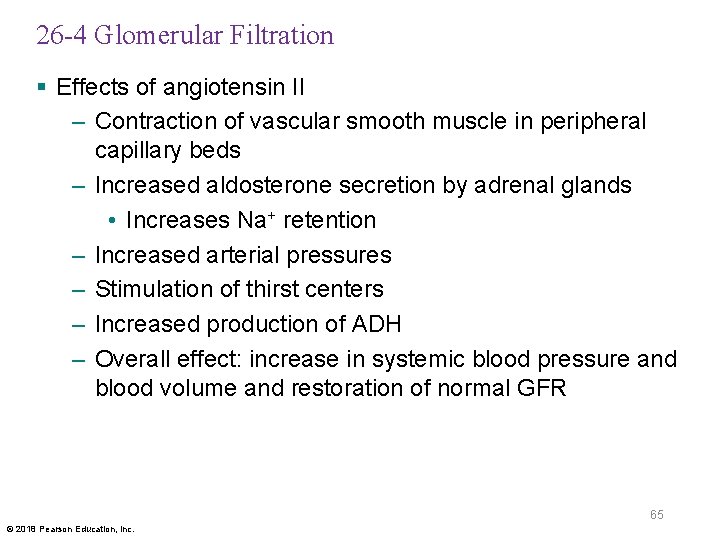26 -4 Glomerular Filtration § Effects of angiotensin II – Contraction of vascular smooth