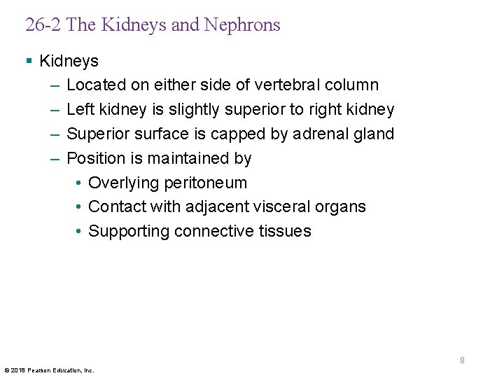 26 -2 The Kidneys and Nephrons § Kidneys – Located on either side of