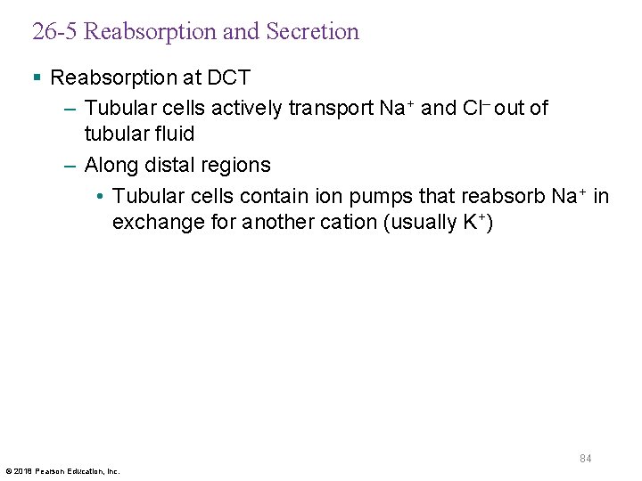 26 -5 Reabsorption and Secretion § Reabsorption at DCT – Tubular cells actively transport