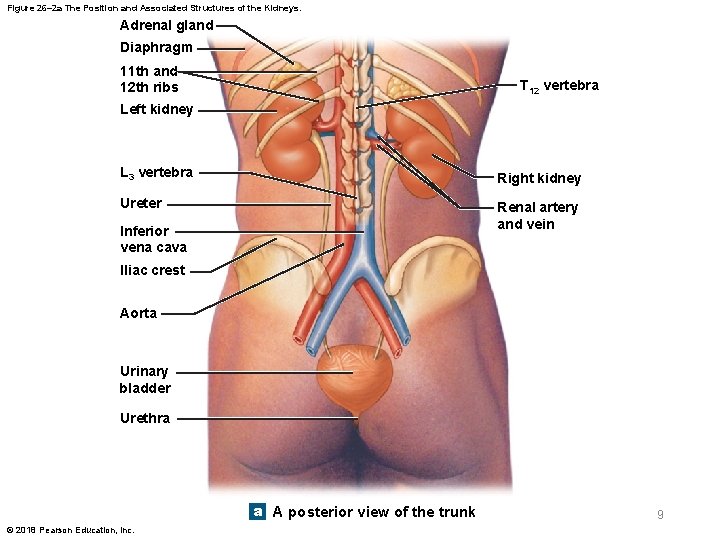 Figure 26– 2 a The Position and Associated Structures of the Kidneys. Adrenal gland