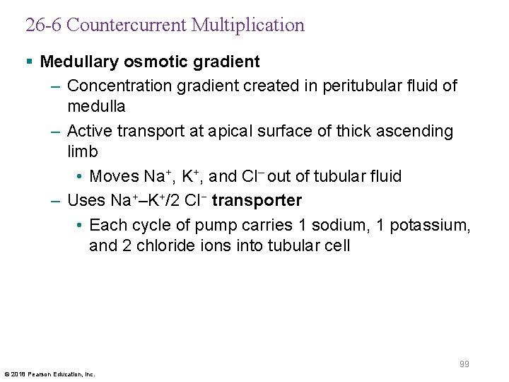 26 -6 Countercurrent Multiplication § Medullary osmotic gradient – Concentration gradient created in peritubular