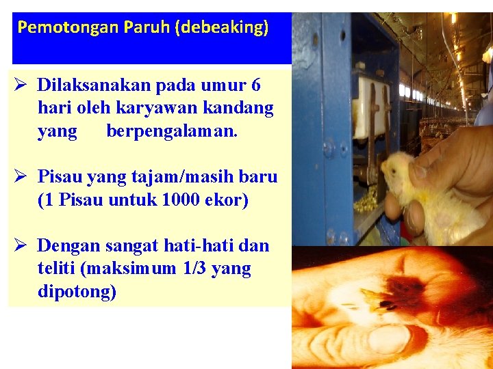 MANAJEMEN BREEDING LABORATORIUM PRODUKSI TERNAK UNGGAS FAKULTAS PETERNAKAN