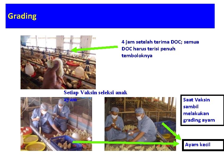 MANAJEMEN BREEDING LABORATORIUM PRODUKSI TERNAK UNGGAS FAKULTAS PETERNAKAN