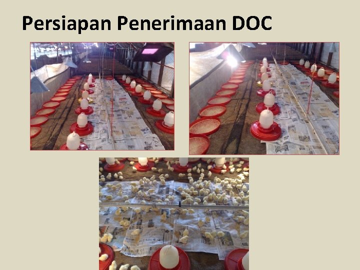 MANAJEMEN BREEDING LABORATORIUM PRODUKSI TERNAK UNGGAS FAKULTAS PETERNAKAN
