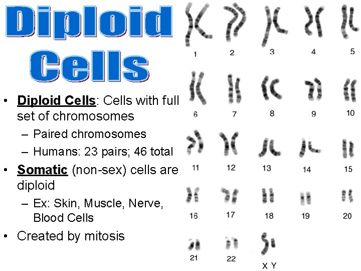  • Diploid Cells: Cells with full set of chromosomes – Paired chromosomes –
