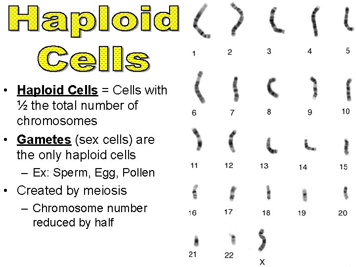  • Haploid Cells = Cells with ½ the total number of chromosomes •