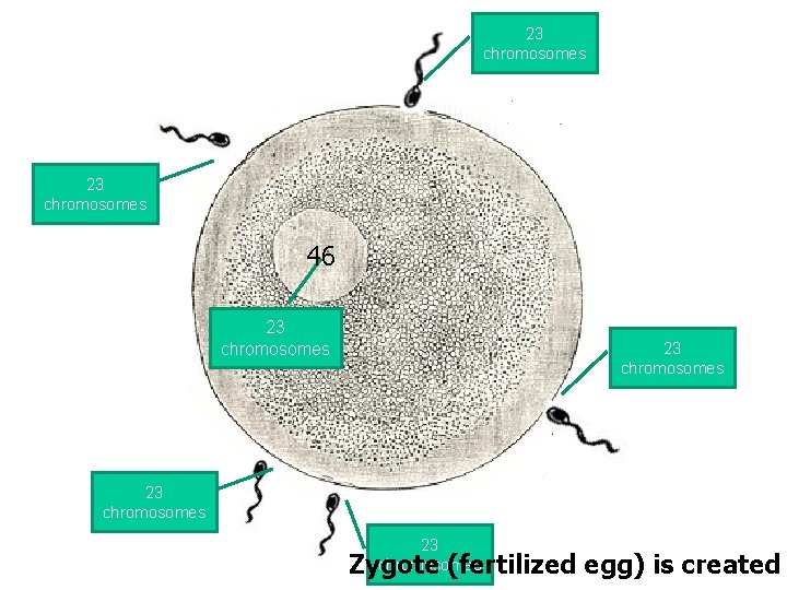 23 chromosomes 46 23 chromosomes Zygote (fertilized egg) is created 
