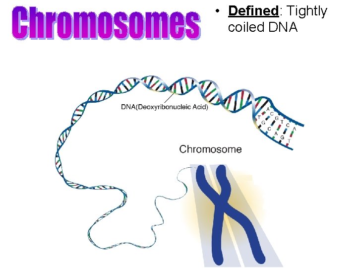  • Defined: Tightly coiled DNA 