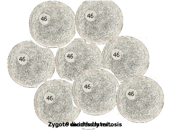 46 46 4646 46 46 Zygote 9 divides mitosis monthsby later… 