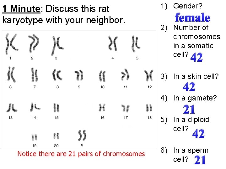 1 Minute: Discuss this rat karyotype with your neighbor. 1) Gender? female 2) Number