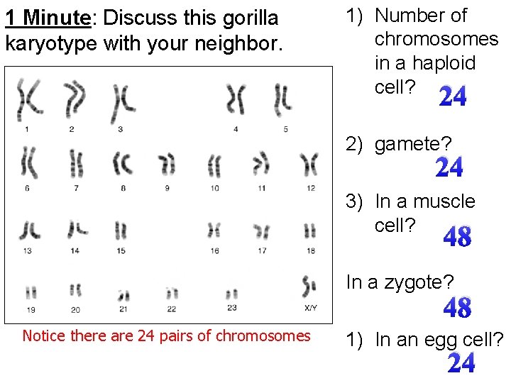 1 Minute: Discuss this gorilla karyotype with your neighbor. 1) Number of chromosomes in