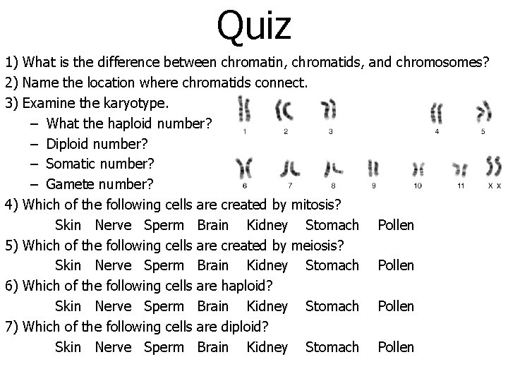 Quiz 1) What is the difference between chromatin, chromatids, 2) Name the location where