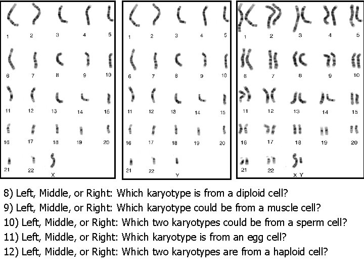 8) Left, Middle, or Right: Which karyotype is from a diploid cell? 9) Left,