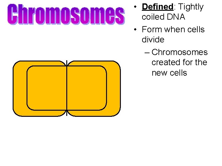  • Defined: Tightly coiled DNA • Form when cells divide – Chromosomes created