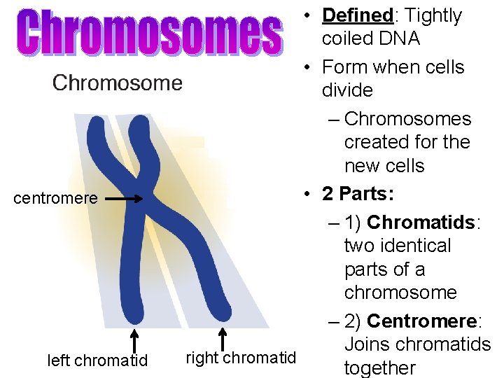 centromere left chromatid • Defined: Tightly coiled DNA • Form when cells divide –