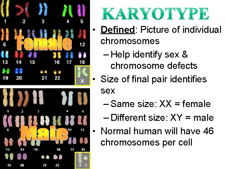  • Defined: Picture of individual chromosomes – Help identify sex & chromosome defects