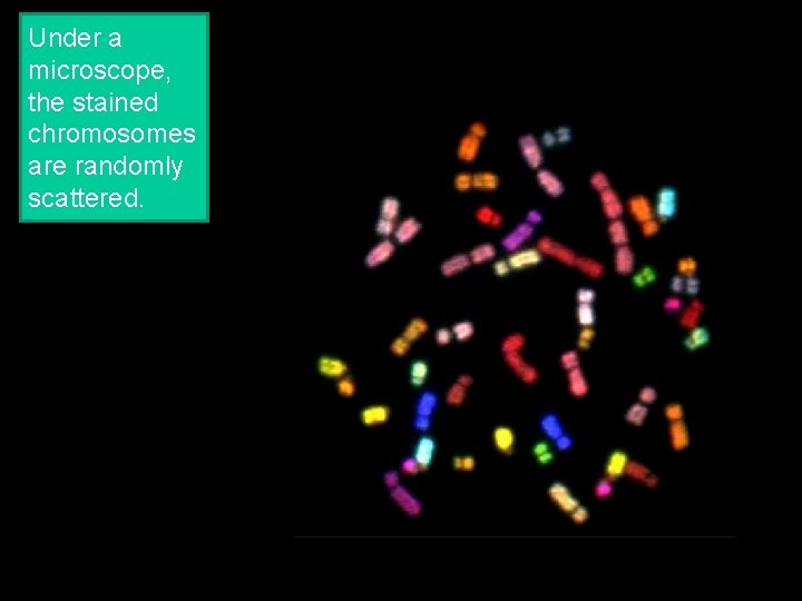 Under a microscope, the stained chromosomes are randomly scattered. 