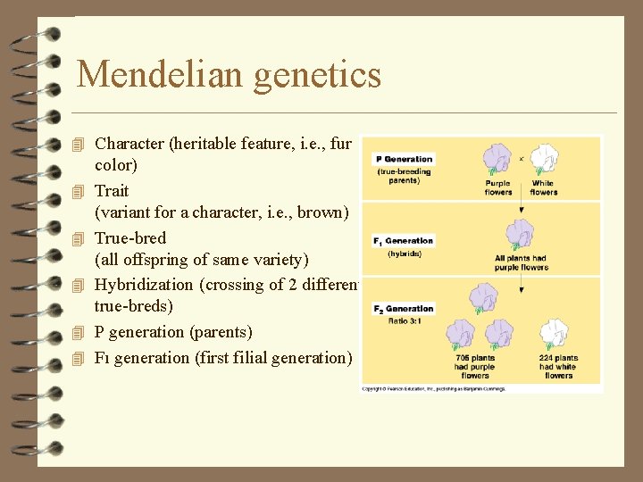 Mendelian genetics 4 Character (heritable feature, i. e. , fur 4 4 4 color)