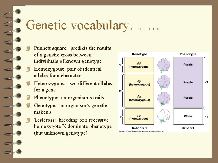Genetic vocabulary……. 4 Punnett square: predicts the results 4 4 4 of a genetic